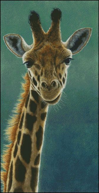 (image for) Giraffe Beauty